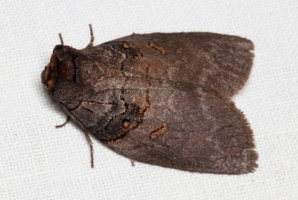Discophlebia lucasii