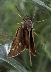Euphyes bimacula
