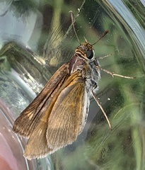 Euphyes bimacula