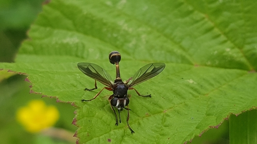 Waisted Beegrabber, 6702 DP Wageningen, Netherlands, photo 10 of 10