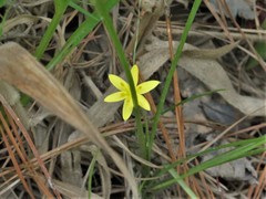 Hypoxis rigida