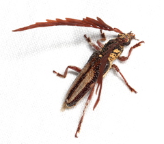 Piesarthrius marginellus