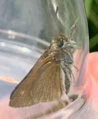 Euphyes bimacula
