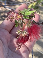 Calliandra peninsularis
