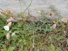 Silene uniflora