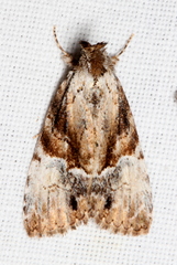 Alophosoma emmelopis