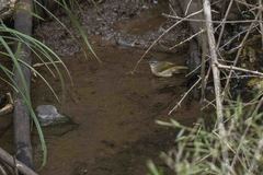 Myiothlypis rivularis