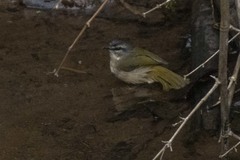 Myiothlypis rivularis