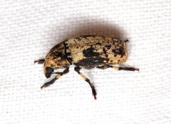 Euparius didymus