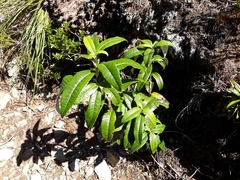 Olearia arborescens × lacunosa