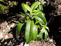 Olearia arborescens × lacunosa