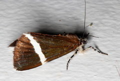 Coenotoca subaspersa