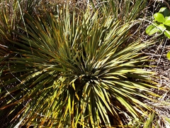 Aciphylla colensoi