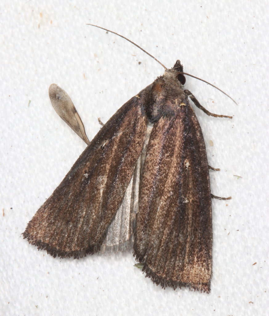 Egone bipunctalis