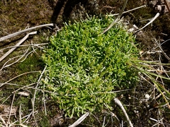 Abrotanella caespitosa