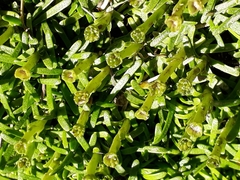 Abrotanella caespitosa