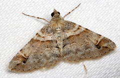 Syneora hemeropa