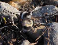 Bombus patagiatus