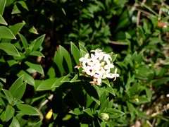 Pimelea gnidia