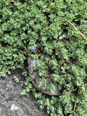 Veronica telephiifolia glareosa