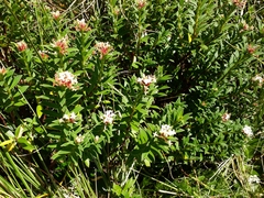 Pimelea gnidia