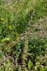 Dracocephalum thymiflorum