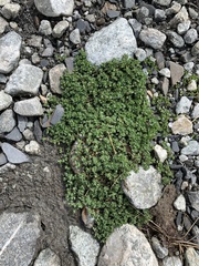 Veronica telephiifolia glareosa