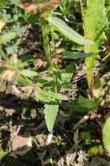 Dracocephalum thymiflorum