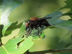 Laphria lata