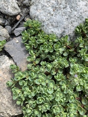 Veronica telephiifolia glareosa