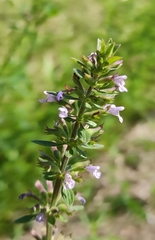 Dracocephalum thymiflorum