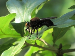 Laphria lata