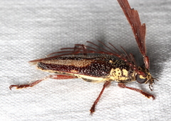 Piesarthrius marginellus