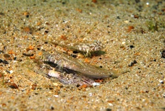 Nesogobius