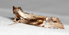 Alophosoma emmelopis
