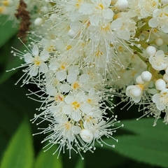 Sorbaria sorbifolia
