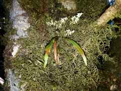 Notogrammitis angustifolia nothofageti