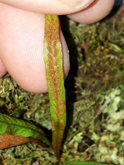 Notogrammitis angustifolia nothofageti