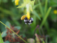 Bombus patagiatus