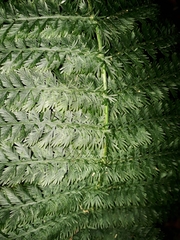 Leptopteris ×intermedia