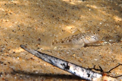 Favonigobius lateralis