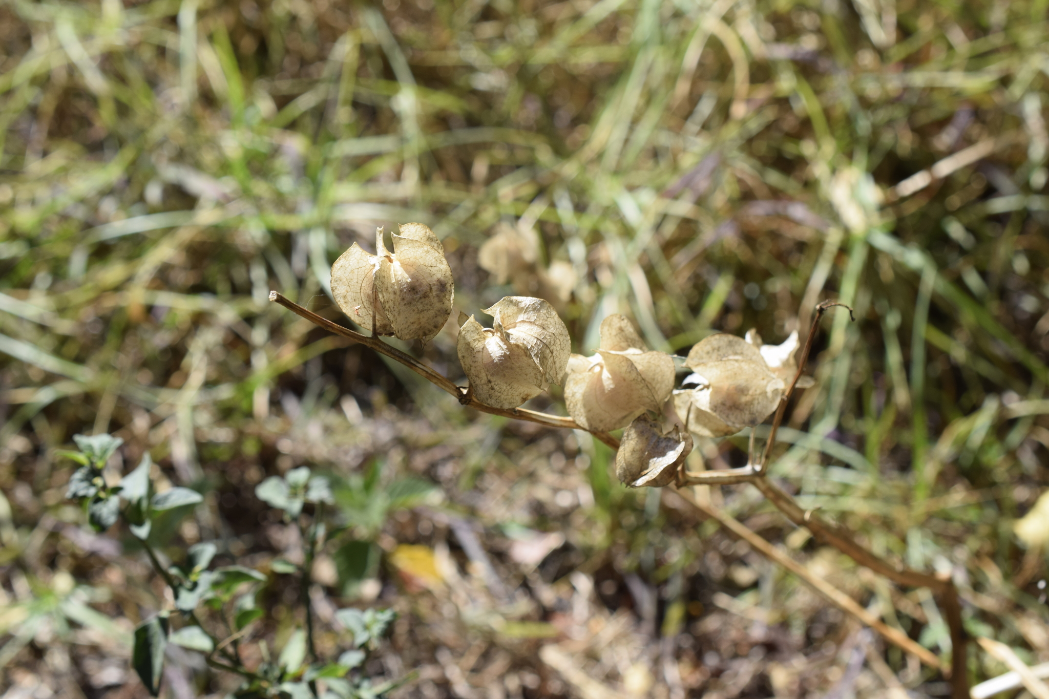 Nicandra image