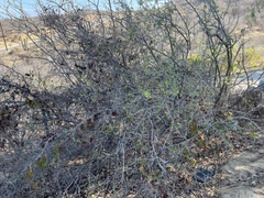 Colubrina viridis