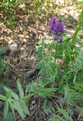 Oxytropis strobilacea