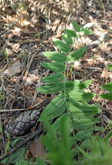 Oxytropis strobilacea