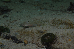 Nesogobius