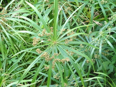 Cyperus alternifolius
