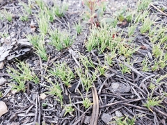 Muhlenbergia filiformis
