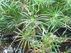 Cyperus alternifolius