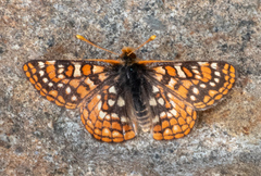 Euphydryas editha nubigena